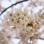 「toolプラス」在宅ワーカー、お花見休日・・