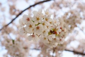 「toolプラス」在宅ワーカー、お花見休日・・