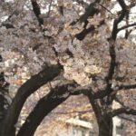 「toolプラス」は片手間じゃなきゃダメ?本業じゃダメ??