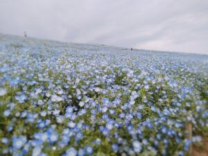 「toolプラス」在宅ワーカー、GWは一日だけ遠出!ネモフィラを観てリフレッシュ☆